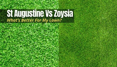 St Augustine Vs Zoysia Grass Whats Better For My Lawn The Backyard
