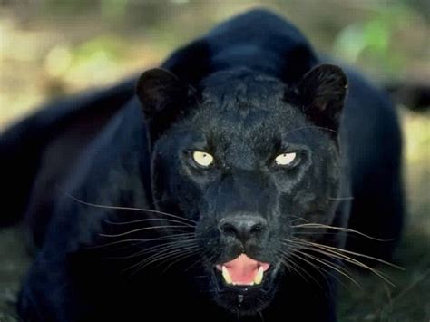 Black Panther Animals Wallpaper 13128454 Fanpop