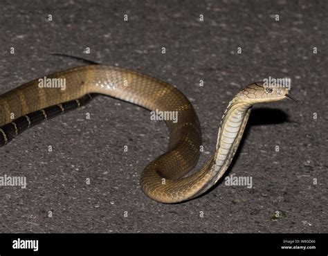 King Cobra Ophiophagus Hannah The Worlds Largest Venomous Snake On A