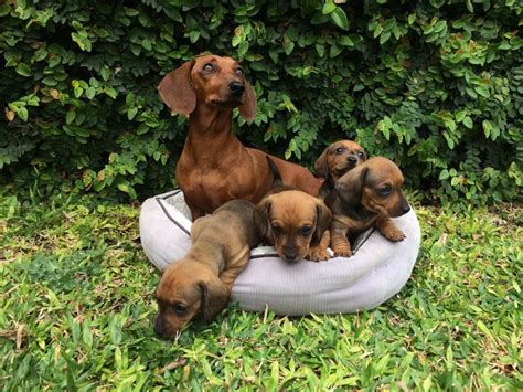 Perros Salchicha Cachorros De Calidad 399900 En Mercado Libre