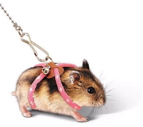 Pin De QuΣΣΠ Em Cute Baby Hamster Hamster Hamsters Fofos