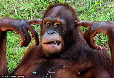 Keep It Down Grumpy Orangutan Makes His Feelings Loud And Clear To