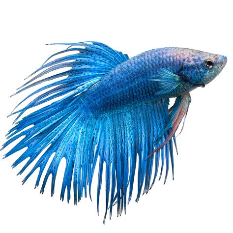 Male Crowntail Bettas For Sale Order Online Petco