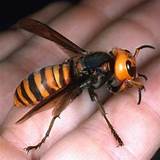 Japanese Wasp Pictures