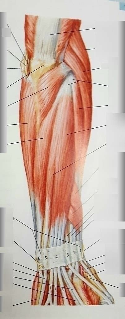 Muscles Of Forearm Superficial Layer Posterior View