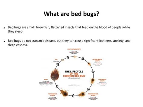 What Cause Bed Bugs Signs Of Bed Bug Infestation Where Do Bed Bugs