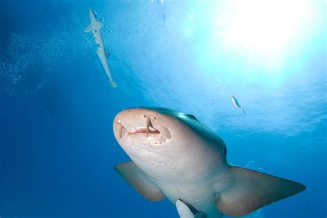 The Nurse Shark Scuba Diver Life