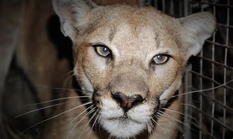 Editorial Build A Better Future For P 99 Other Mountain Lions Los