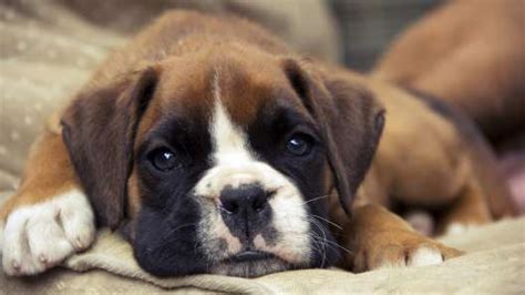 Boxer Puppies For Sale Greenfield Puppies