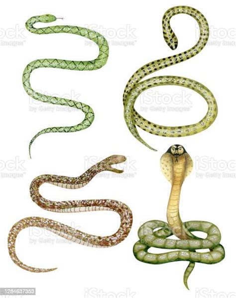 Watercolor Snakes Set Stock Illustration Download Image Now Snake