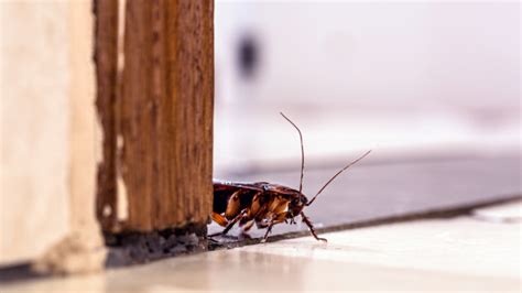 How Do Oriental Cockroaches Get Into Your Home
