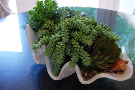 A giant clam shell, 23 x 74 x 47 cm. Added succulents to a resin clam shell for an easy table ...