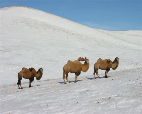 Wild Bactrian Camel - Facts, Diet, Habitat & Pictures on Animalia.bio