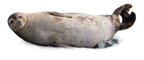 The general rule is to never approach a sealion, particularly if it is male, or female with a pup… if you do then your face may find itself no where near the rest of your body. Seals, Sea lions, and Walruses | Pinnipeds | DK Find Out