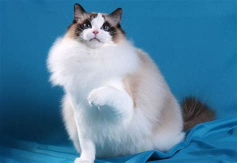 Ragdoll