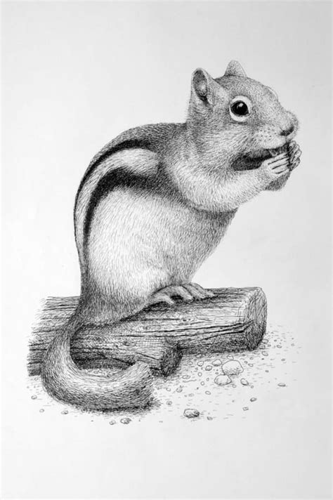 Share 86 Animals Pencil Sketch Images Ineteachers