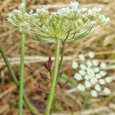 Daucus Carota Queen Annes Lace 10 000 Things Of The Pacific Northwest