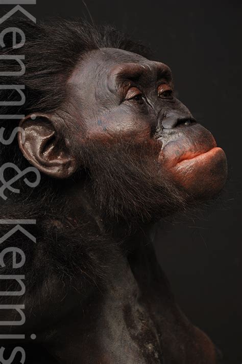 Australopithecus Afarensis Lucy Kennisandkennis Reconstructions
