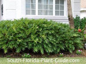 Well you're in luck, because here they come. Xanadu Philodendron | Florida plants, Shade plants, Porch ...