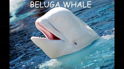 Beluga Whale Animal Sounds For Children To Learn Youtube