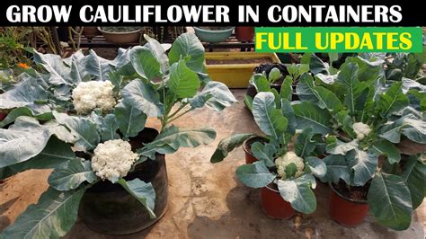 How To Grow Cauliflower At Home With Full Updates Happily Natural