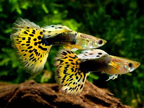 Guppy Fish Care Food Tank Lifespan Breeding Fry Care Fish