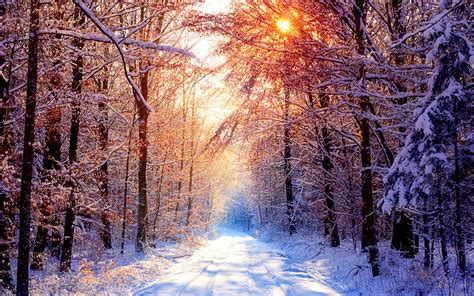 Beautiful Golden Road Forest Sunlight Winter Background Snow Wallpaper