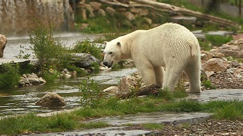 3 Oct 20 C8 100 Jours Avec Les Animaux De Cerza Le Plus Grand Zoo