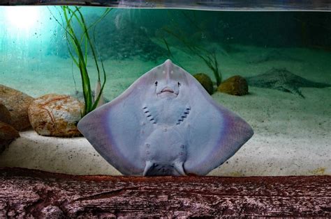 Crocodile hunter steve irwin dies when a stingray's barb pierces his chest. Comme les mammifères, les raies mâchent aussi leur repas ...