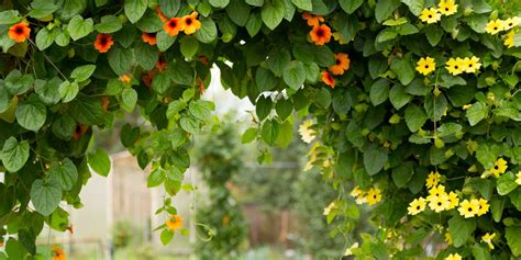 10 Best Flowering Vines And Vining Plants For Your Garden