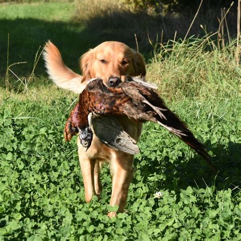 Pin By Ann Leia On Field Goldens Golden Retriever Hunting Dogs Dog