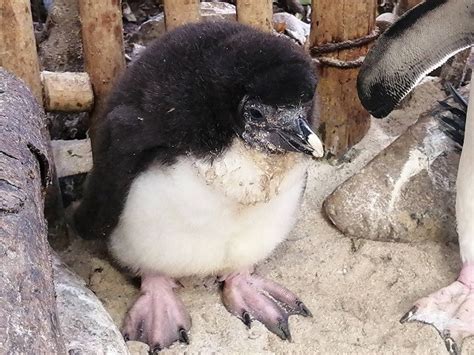 Two Oceans Aquarium Welcomes Rockhopper Penguin Chick