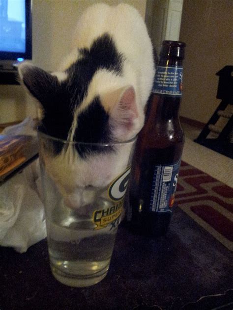 A Kitty Gets Thirsty After A Hard Day Of Hunting Ideal Weight Beer