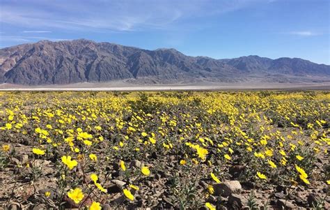 Death valley is famous for spring wildflower displays, but these rare events are the exception, not the rule! Death Valley springs to life with millions of flowers in ...