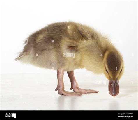 Call Ducklings 3 Weeks Old Stock Photo Alamy