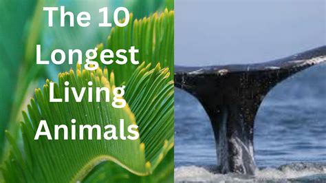 The 10 Longest Living Animals Known So Far