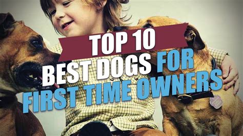 Top 10 Best Dogs For First Time Owners