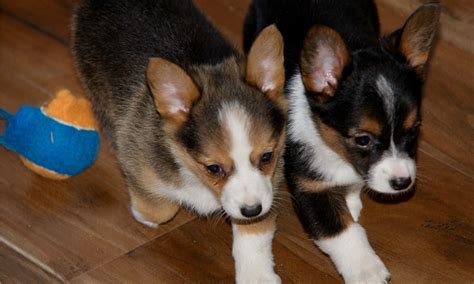 I create wait lists for my litters, so should you be interested in a puppy, please feel free to contact me at. Pembroke Welsh Corgi Puppies For Sale | Phoenix, AZ #259368