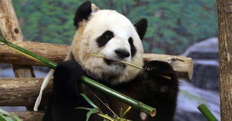 A Panda Cub For The Toronto Zoo Huffpost Canada