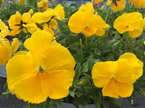 Majestic Giant Clear Yellow Pansy M