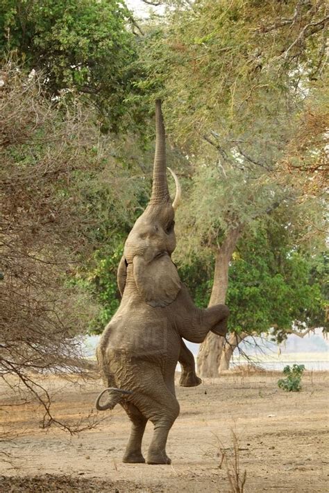 Elephant Loxodonta Africana Standing On Hind Legs Mana Pools