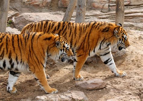 περιπλάνηση 5513 Denver Zoo Amur Tigers