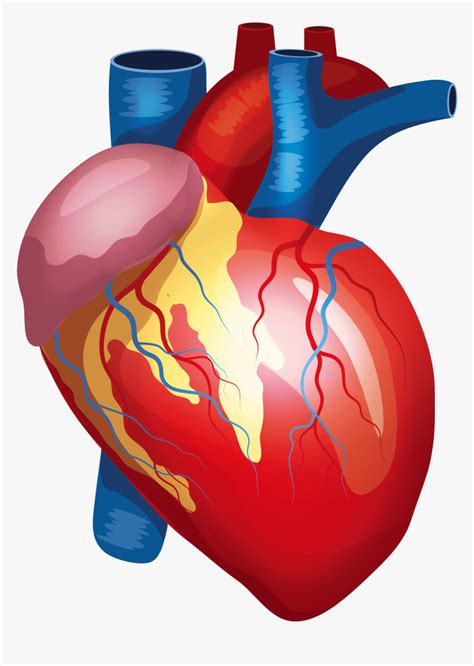 Anatomy Vector Human Heart Transparent Background Human Heart Png Png Download Transparent