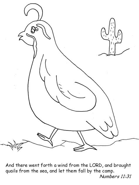quail bible coloring pages coloring book
