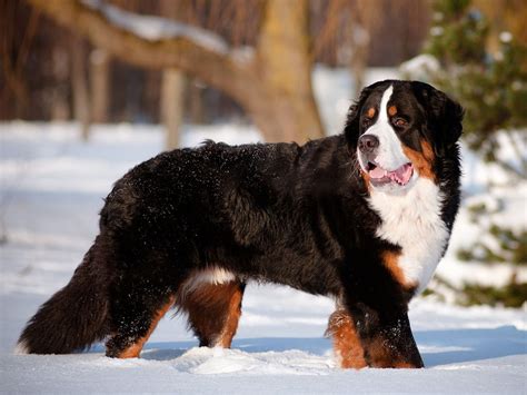 The Most Popular Dog Breeds In Canada Readers Digest Canada