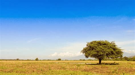 Penyajiannya pun cukup modern dan nggak cuma dihidangkan saat upacara adat. Taman Nasional Baluran Afrikanya Indonesia di Jawa Timur - Jawa Timur