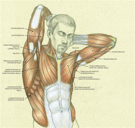 Muscles Of The Torso How Many Muscles In The Human Body Singer Allockine