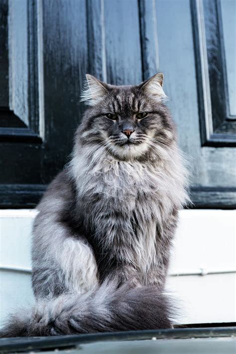 Norwegian Forest Cat Photograph By Karma Boyer