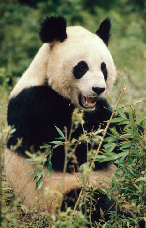 Giant Panda No Longer Endangered But Iconic Species Still At Risk Wwf
