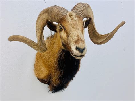 Sold Price Taxidermy Ram Head October 2 0120 100 Pm Mdt